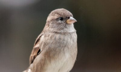 Silver Sparrow