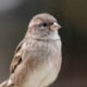 Silver Sparrow