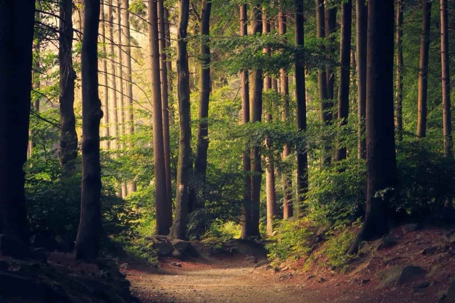 Nature forêt arbres