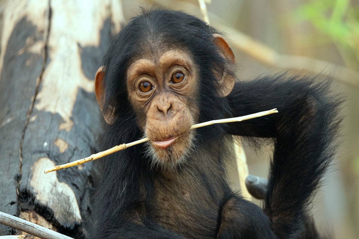 La vie secrète des animaux